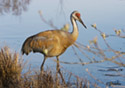 Grus canadensis